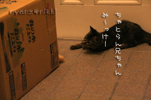 箱遊び、そして預かりさんの元へ_d0355333_15045066.jpg