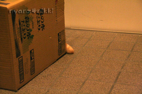 箱遊び、そして預かりさんの元へ_d0355333_15045071.jpg