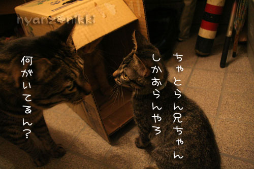 箱遊び、そして預かりさんの元へ_d0355333_15045175.jpg