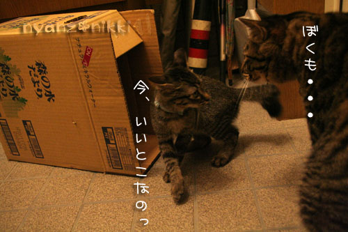箱遊び、そして預かりさんの元へ_d0355333_15045202.jpg