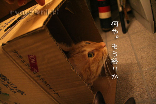 箱遊び、そして預かりさんの元へ_d0355333_15045340.jpg