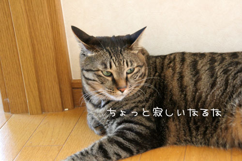 箱遊び、そして預かりさんの元へ_d0355333_15045512.jpg