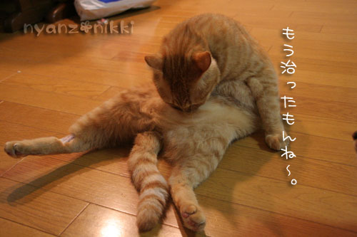 投薬名人への道、少しは近くなった?_d0355333_15062790.jpg