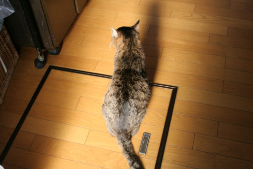 老いてなお、眼光鋭く*巨大な訪問者*今年のお初_d0355333_15092933.jpg