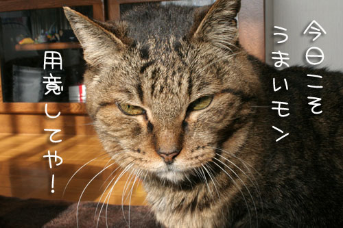 老いてなお、眼光鋭く*巨大な訪問者*今年のお初_d0355333_15093030.jpg