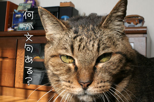 老いてなお、眼光鋭く*巨大な訪問者*今年のお初_d0355333_15093068.jpg