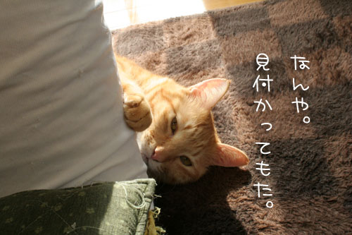 幸せになった子たちのかげに・・・_d0355333_15094421.jpg