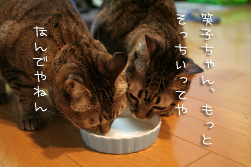 仲良く飲んでね_d0355333_15094500.jpg