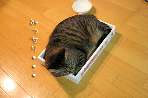 小は大を兼ね・・・ないよね?_d0355333_15094771.jpg