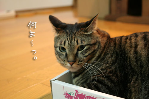 小は大を兼ね・・・ないよね?_d0355333_15094898.jpg