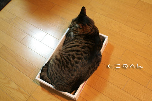 小は大を兼ね・・・ないよね?_d0355333_15094955.jpg