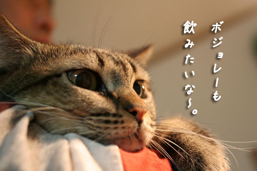 ボジョレー・ヌーヴォー★キタ───!!!_d0355333_15095165.jpg