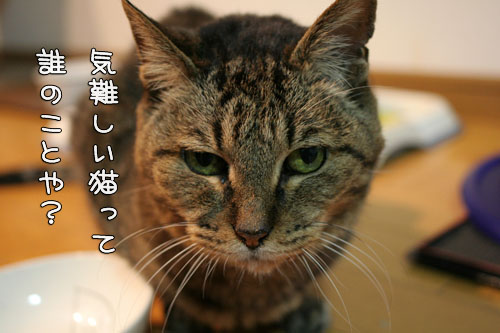 気難しい猫ちゃん用_d0355333_15095905.jpg
