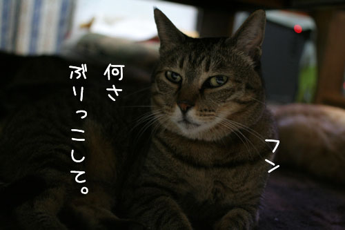 気難しい猫ちゃん用_d0355333_15095938.jpg