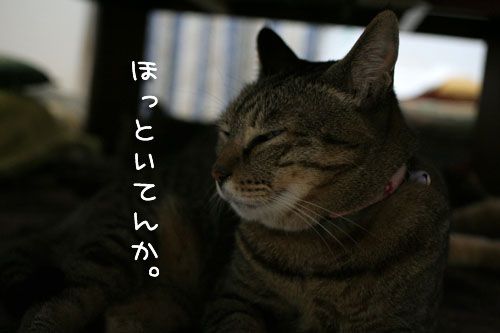 気難しい猫ちゃん用_d0355333_15100060.jpg