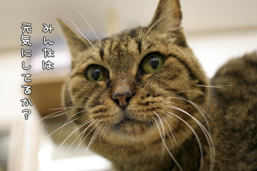奇跡を起こす猫仙人_d0355333_15100455.jpg