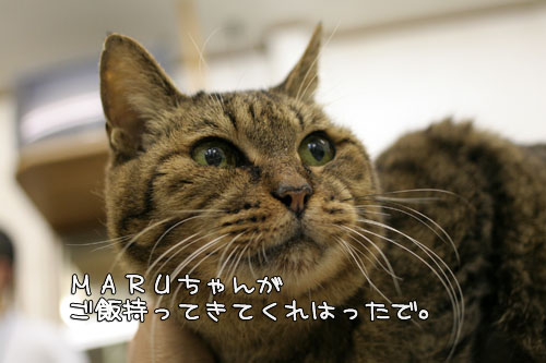 奇跡を起こす猫仙人_d0355333_15100602.jpg