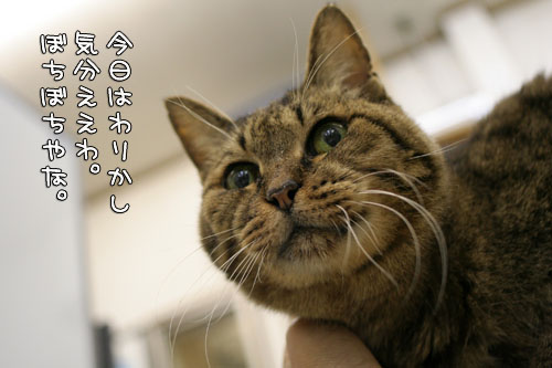 奇跡を起こす猫仙人_d0355333_15100615.jpg
