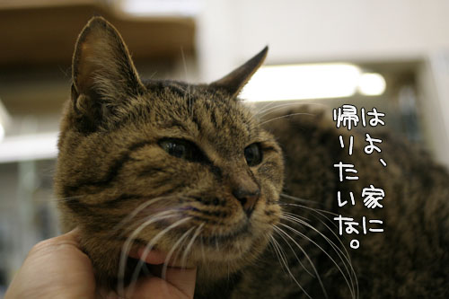 奇跡を起こす猫仙人_d0355333_15100722.jpg