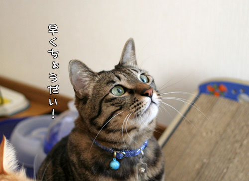 優しいお友達とお好み焼き_d0355333_15101122.jpg