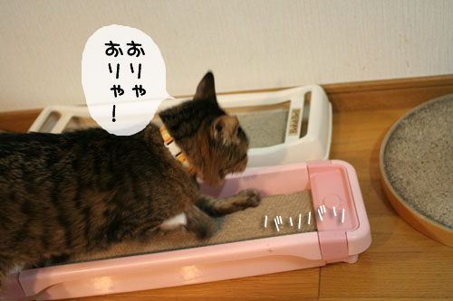 ★みおちゃん退院しました★_d0355333_15101355.jpg