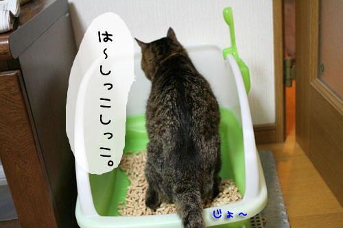 ★みおちゃん退院しました★_d0355333_15101459.jpg