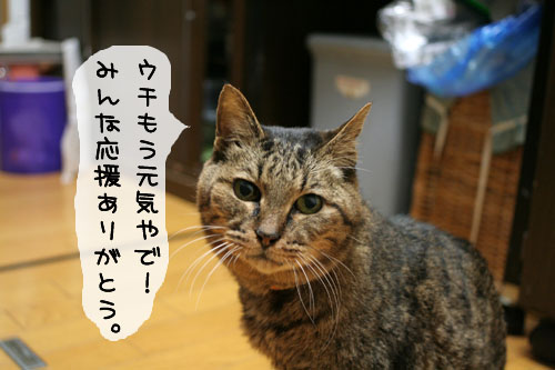 ★みおちゃん退院しました★_d0355333_15101599.jpg
