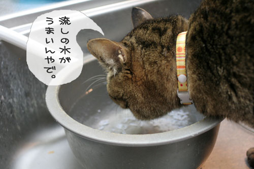 超マイペース宣言!_d0355333_15101761.jpg