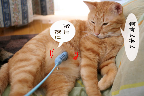 寝起きはノリ悪ぃ~の_d0355333_15101907.jpg