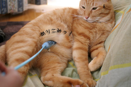 寝起きはノリ悪ぃ~の_d0355333_15102017.jpg