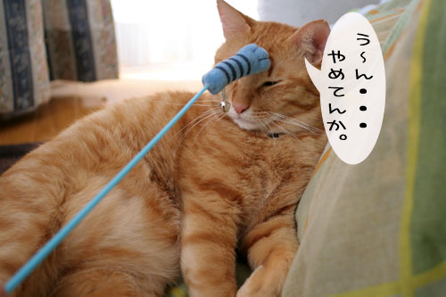 寝起きはノリ悪ぃ~の_d0355333_15102090.jpg