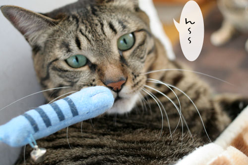 寝起きはノリ悪ぃ~の_d0355333_15102153.jpg
