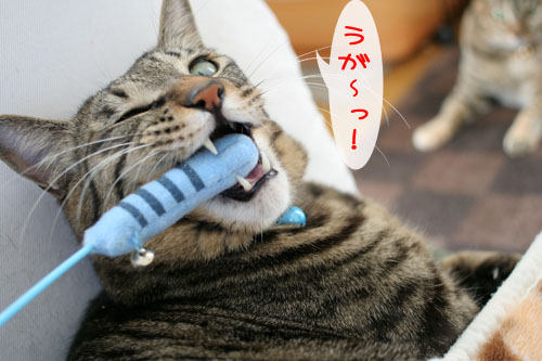 寝起きはノリ悪ぃ~の_d0355333_15102216.jpg