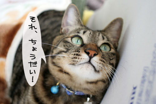 寝起きはノリ悪ぃ~の_d0355333_15102249.jpg