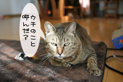 寝起きはノリ悪ぃ~の_d0355333_15102269.jpg
