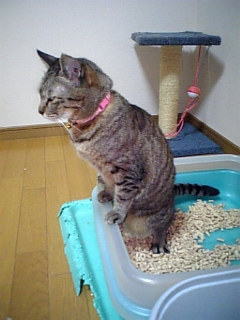 寝起きはノリ悪ぃ~の_d0355333_15102326.jpg