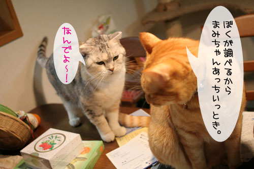 にゃんともあったか湯たんぽ_d0355333_15102551.jpg