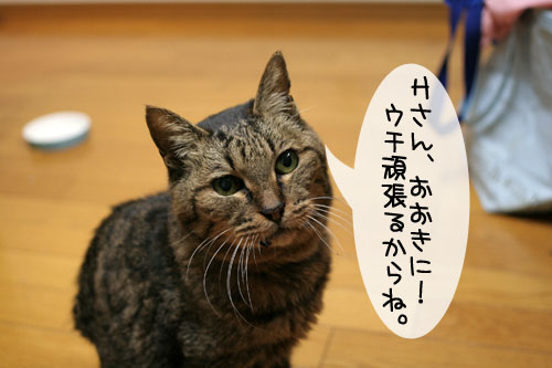 にゃんともあったか湯たんぽ_d0355333_15102606.jpg