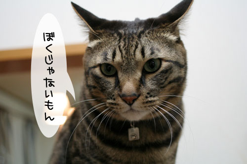 にゃんともあったか湯たんぽ_d0355333_15102762.jpg