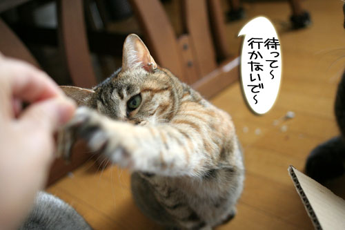 yahoo!カテゴリに登録と煮干しパーティ_d0355333_15114855.jpg