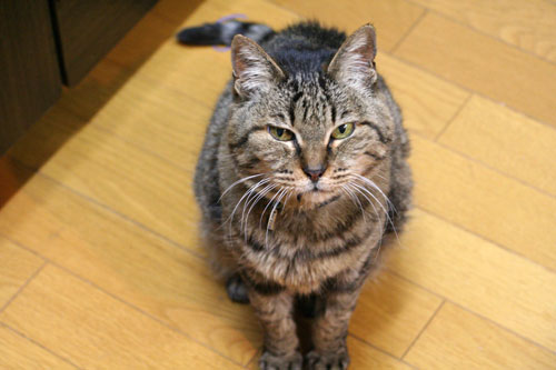 みおちゃんは天に昇っていきました_d0355333_16352601.jpg