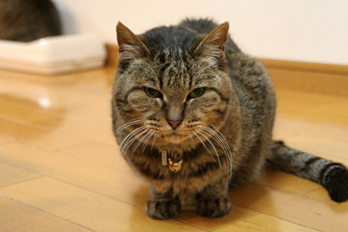 みおちゃんは天に昇っていきました_d0355333_16352633.jpg