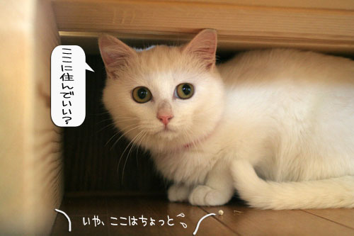 樹理ちゃんお預かり~_d0355333_16360820.jpg