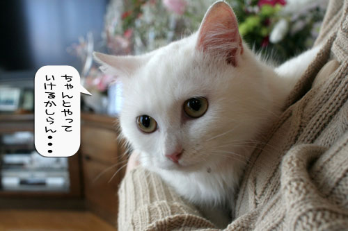 樹理ちゃんお預かり~_d0355333_16360864.jpg