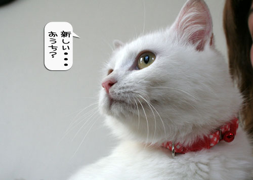 樹理ちゃんお預かり~_d0355333_16360878.jpg