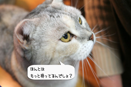 樹理ちゃんお預かり~_d0355333_16361145.jpg