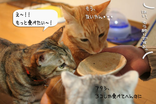 樹理ちゃんお預かり~_d0355333_16361240.jpg