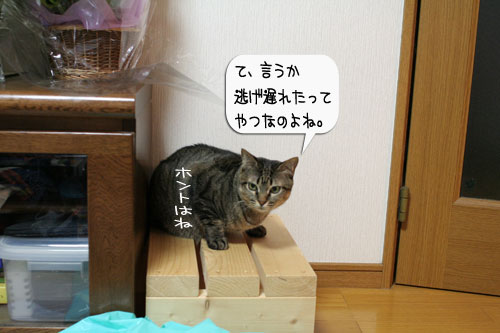 樹理ちゃんお預かり~_d0355333_16361293.jpg