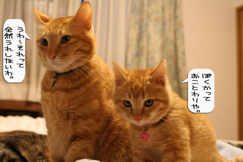樹理ちゃんお預かり~_d0355333_16361421.jpg