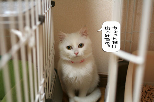 ボヤッキーちゃとらんと健太動画_d0355333_16362028.jpg